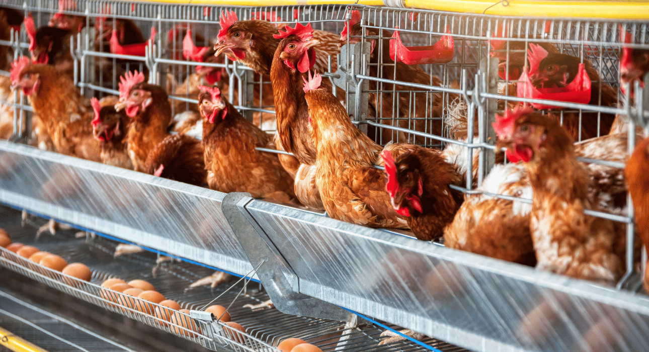 دراسة جدوى مشروع دواجن بياض في السعودية